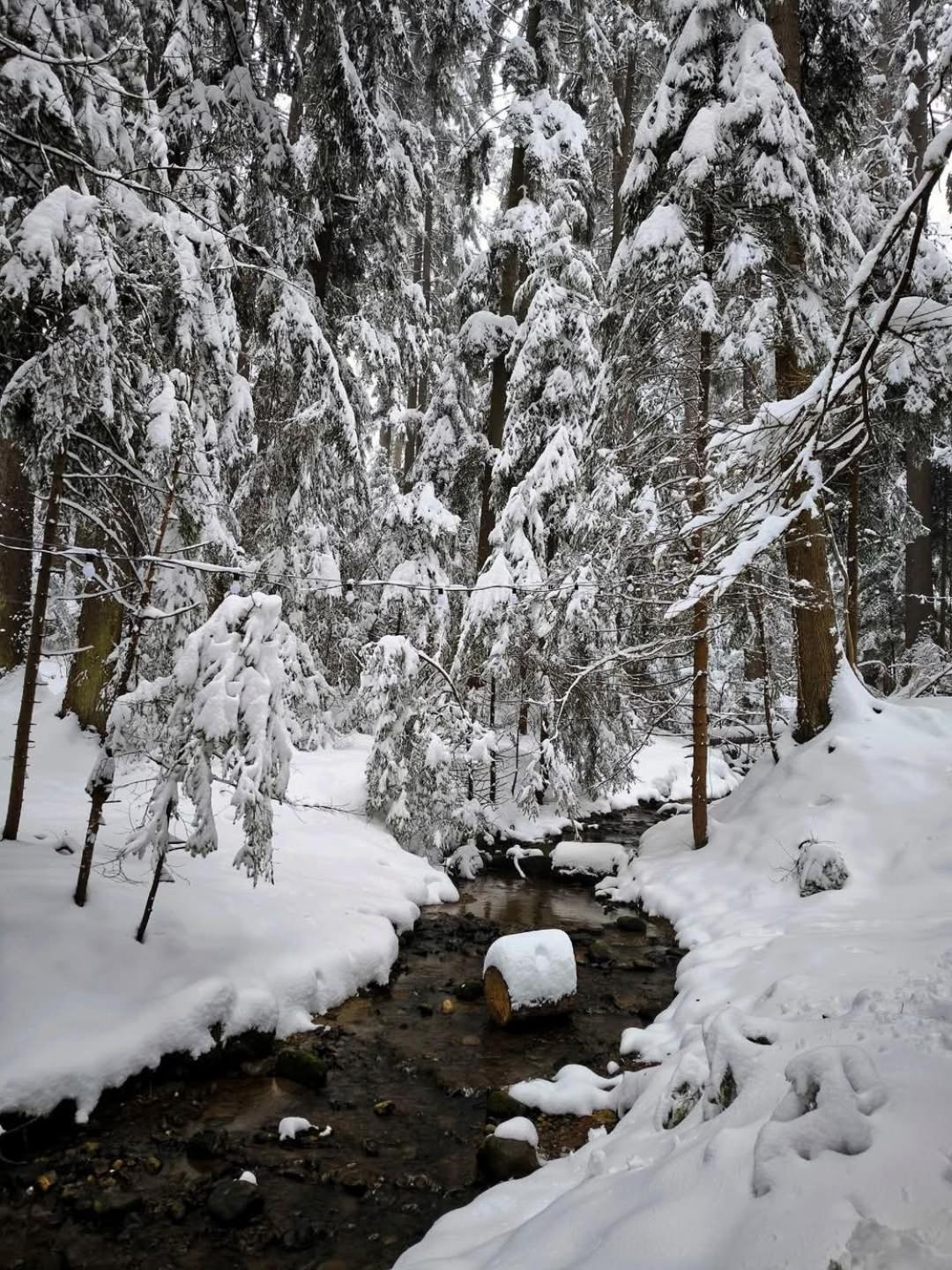 Mountain Studio Asp E63 Borovets Gardens Экстерьер фото